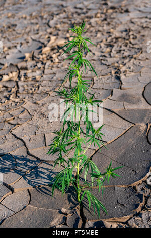 Marihuana, Cannabis, blühende Pflanze, die in trockenen als Arzneimittel Medizin Stockfoto