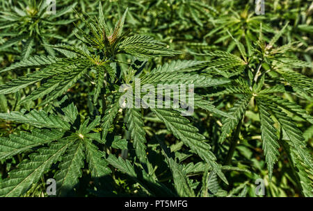 Junge cannabis Pflanzen im Hintergrund wächst. Stockfoto