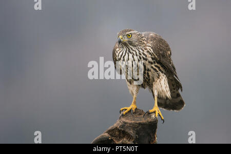 Junge nördlichen Habicht (Accipiter gentilis) Stockfoto
