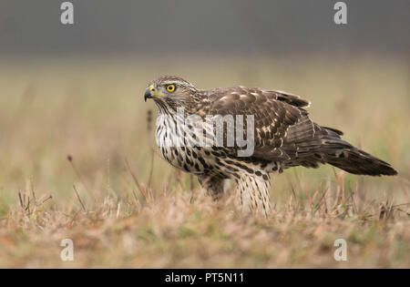 Junge nördlichen Habicht (Accipiter gentilis) Stockfoto