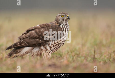 Junge nördlichen Habicht (Accipiter gentilis) Stockfoto