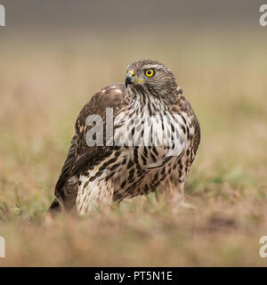 Northern Habicht (Accipiter gentilis) - Junge Stockfoto