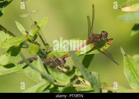 Gemeinsame darter Libellen Paarung, Sympetrum striolatum. Sussex, UK. September. In Blättern von blutweiderich. Stockfoto