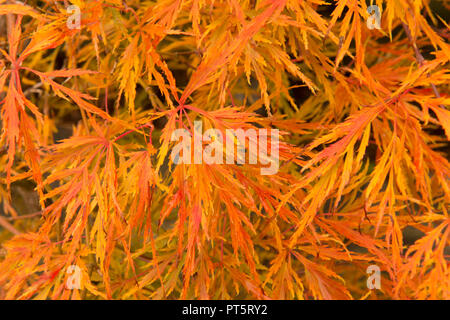 Der Blätter Acer palmatum var. dissectum 'Viridis' im Topf, Herbst, Herbst schließen, Großbritannien, Oktober, haben Blätter von grün zu gelb und orange. Stockfoto