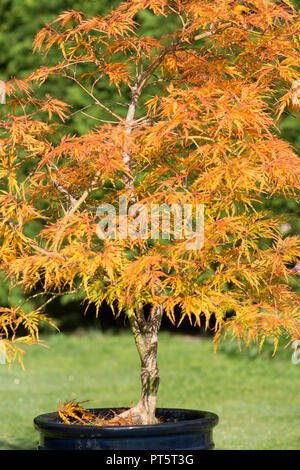 Acer palmatum var. dissectum 'Viridis' im Topf, Herbst, Herbst, UK Oktober, Blätter von grün zu gelb und orange. Stockfoto