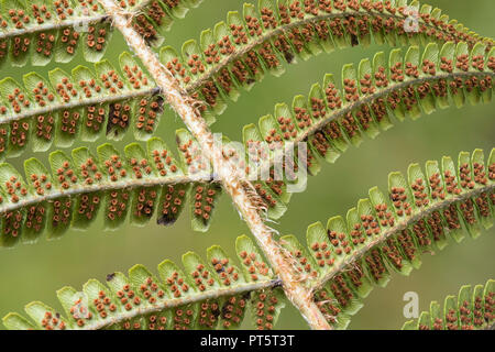 Adlerfarn (Pteridium aquilinum), in dem die Sporen fällen oder Sori auf der Unterseite. Tipperary, Irland Stockfoto