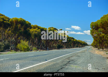 Autobahn durch einen Eukalyptuswald führende, Western Australia, Australien Stockfoto