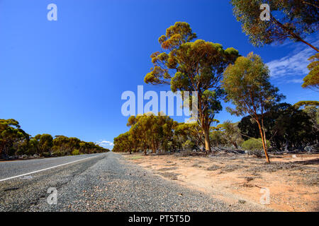 Autobahn durch einen Eukalyptuswald führende, Western Australia, Australien Stockfoto