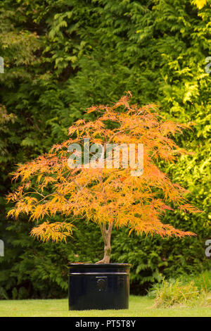 Acer palmatum var. dissectum 'Viridis' im Topf, Herbst, Herbst, UK Oktober, Blätter von grün zu gelb und orange. Stockfoto