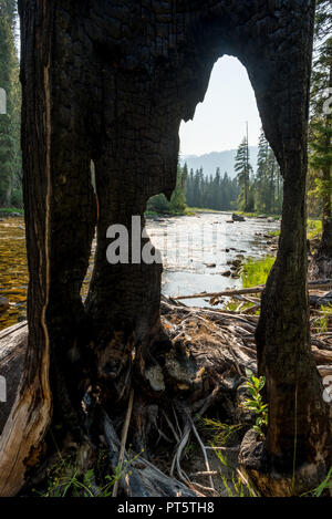 Zusammenfluss von Bear Creek und die selway Fluss gesehen durch ein Loch in Verbrannter Baum. Stockfoto