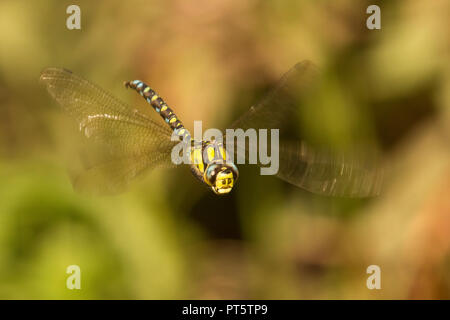 Southern Hawker, Dragonfly, Aeshna cyanea, männliche Fliegen, im Flug, Sussex, Großbritannien, Oktober. Stockfoto