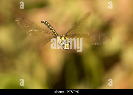 Southern Hawker, Dragonfly, Aeshna cyanea, männliche Fliegen, im Flug, Sussex, Großbritannien, Oktober. Stockfoto