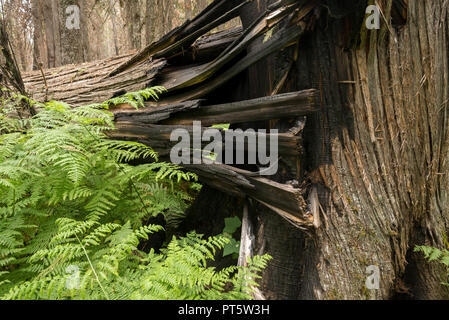 Zersplitterte gefallen Zeder und Farne in einem vor kurzem gebrannt Wald entlang der Selway River in Idaho. Stockfoto