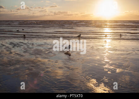 Ein Schwarm Möwen am Strand von Blackpool bei Sonnenuntergang. Stockfoto