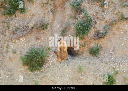 Bobak Murmeltier (Marmota bobak) steht auf den Hinterbeinen, in der Nähe der Bohrung und Pfeifen (unten in der Kreide Schlucht). Stockfoto