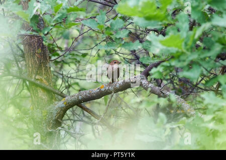 Ausgezeichnete Sänger thrush Nachtigall (Luscinia luscinia) sitzt auf einem Ast in seinem natürlichen Lebensraum in einem forest park. Stockfoto