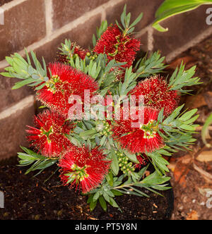 Cluster von leuchtend roter bottlebrush Blumen und grünes Laub von Trockenheit toleranten Australische einheimische Pflanze Callistemon "Little John" Stockfoto