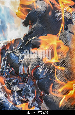 Brennholz Birke hell brennen im Feuer Stockfoto