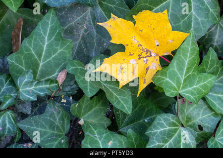 Herbst Farben - Gelb maple leaf auf gemeinsame Efeu Stockfoto