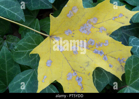 Herbst Farben - Gelb maple leaf auf gemeinsame Efeu Stockfoto
