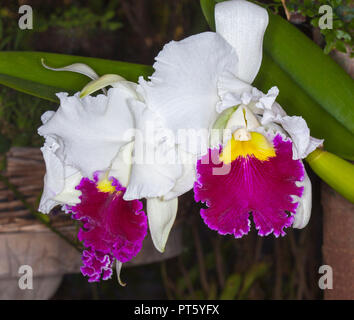 Große und spektakuläre Weiß und Magenta/Violett duftenden Blumen von Brassolaeliocattleya orchid' Orglades Grand'Tian Mu Stockfoto