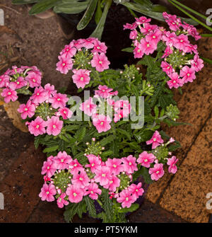 Cluster von kräftigem pink Blumen und grüne Blätter von Verbena rubro" Kapow' in einem Container wachsende Stockfoto