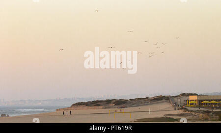 Eine Herde von Möwen fliegen über dem Strand vor Sonnenuntergang. Stockfoto