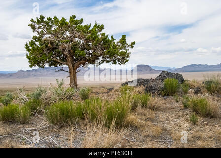 Ein einzelnes isoliertes Wacholder steht über der Wüste von Utah. Unter dem Baum ist ein Schwarzer Basalt, einige sage und kurz grün und gelb Gr Stockfoto