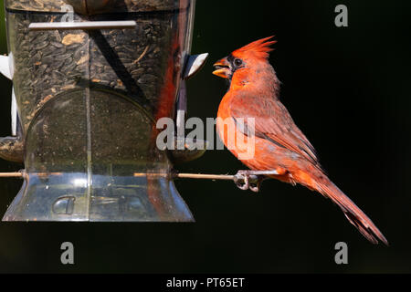 Männliche nördlichen Kardinal (Cardinalis cardinalis) essen Frühstück in einem Hinterhof Bird Feeder. Stockfoto