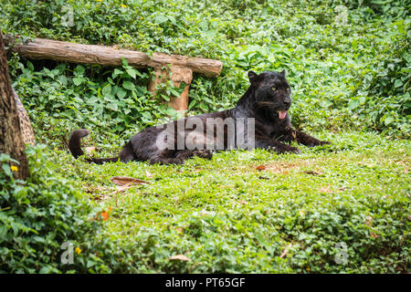 Schwarzer Leopard oder Panther schlafen auf Gras im Dschungel. Stockfoto