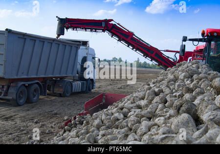 Landwirtschaftliches Fahrzeug Ernte Zuckerrüben am sonnigen Herbsttag Stockfoto