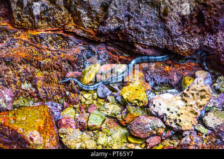 Beaked gebänderte Seeschlange Enhydrina schistosa, Phi Phi Leh Inseln, Andaman Sea, Krabi, Thailand Stockfoto