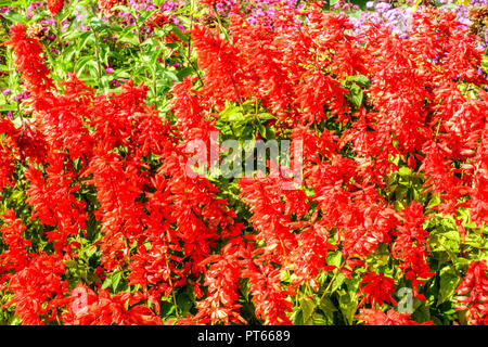 Rotes Blumenbeet, scharlachroter Salbei, Salvia splendens 'Citaro', alljährlicher Garten Stockfoto