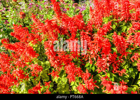 Rote Blumenbordüre, scharlachroter Salbei, Salvia splendens 'Citaro' Stockfoto