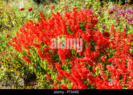 Rote Beet, Scharlachrot Salbei Salvia splendens "Citaro" Stockfoto