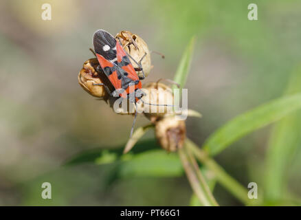 Lonely Firebug sitzen auf ein Samen der herbstlichen Anlage Stockfoto