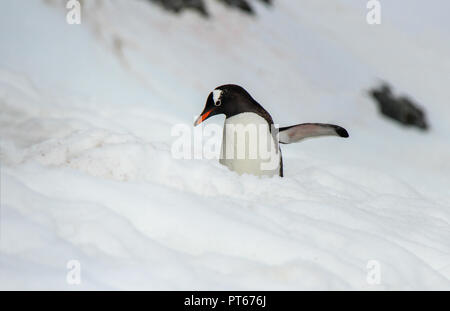 Adele Pinguin Wandern auf dem Eis in der Antarktis mit seinem Flügel zum Meer angehoben Stockfoto