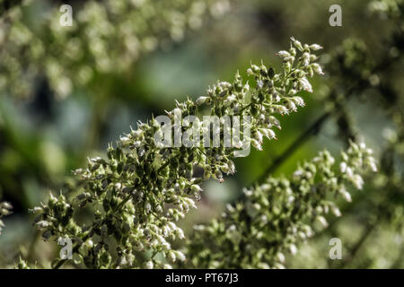 Haarige alumroot, Heuchera villosa 'acrorhiza' Stockfoto