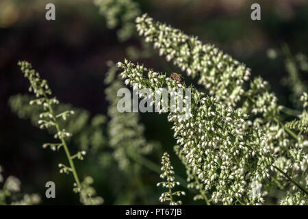 Haarige alumroot, Heuchera villosa 'acrorhiza' Stockfoto