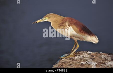 Indische Teich Heron entspannend Stockfoto