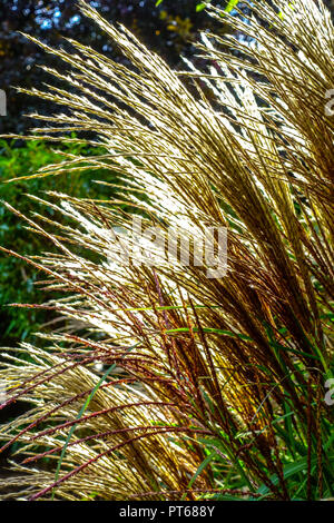 Miscanthus sinensis, Chinesische silber Gras, ornamental Gras mit seedheads im Garten Stockfoto