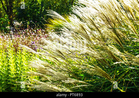 Miscanthus sinensis, Chinesisches Silbergras, Ziergras mit Sämenköpfen im Gartenrand Stockfoto