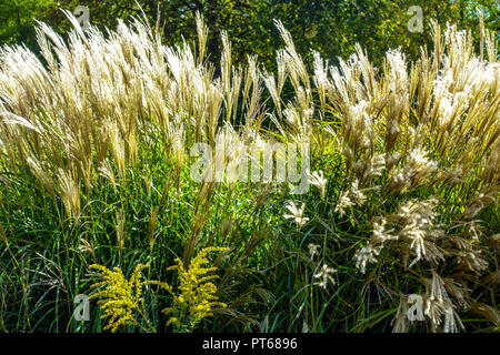 Miscanthus sinensis, Chinesisches Silbergras, Ziergras mit Sämenköpfen im Gartenrand Stockfoto