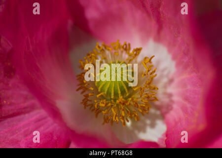 Nahaufnahme von einem Stacheligen Mohn, embothrium Mexicana, Blume, Großbritannien Stockfoto