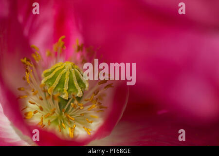 Nahaufnahme von einem Stacheligen Mohn, embothrium Mexicana, Blume, Großbritannien Stockfoto