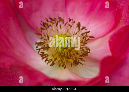 Nahaufnahme von einem Stacheligen Mohn, embothrium Mexicana, Blume, Großbritannien Stockfoto