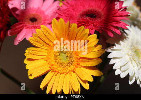 Frische Gerbera Blumen am frühen Morgen Tageslicht mit Wassertropfen und Low Light, schöne Foto. Stockfoto