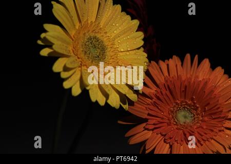Frische Gerbera Blumen bei dunkler Nacht mit Wassertropfen und Low Light, schöne Foto. Stockfoto