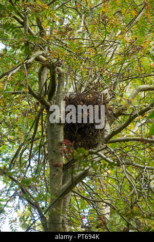 Graue Eichhörnchen drey Stockfoto