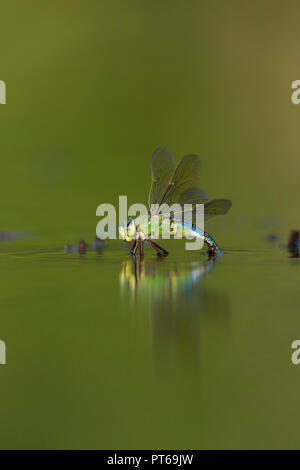 Kaiser dragonfly Anax imperator, erwachsene Frau, ovipositing unterhalb der Wasseroberfläche, Schinken Wand RSPB Reservat, Somerset, UK, Juni Stockfoto